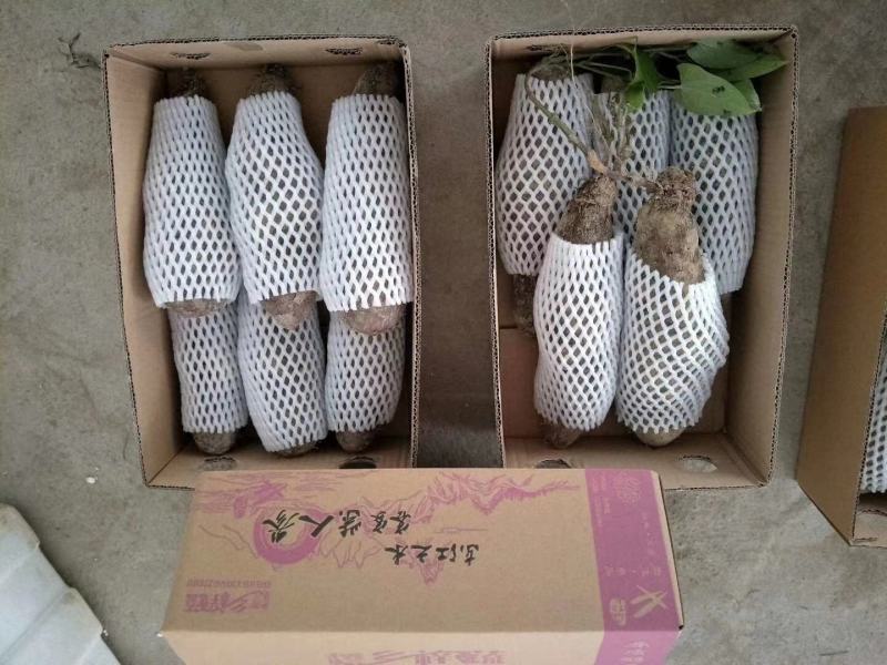山药紫山药脚板薯大薯毛薯