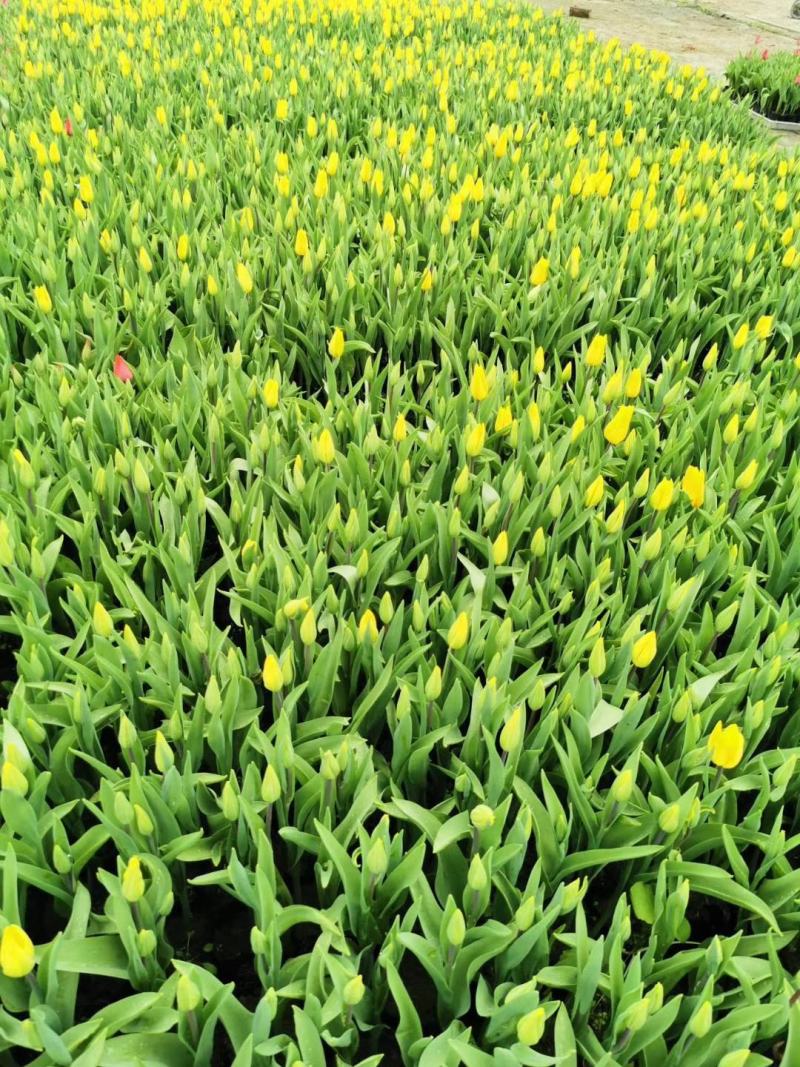 自家苗圃供应郁金香基地自产自销一手货源视频看货颜色