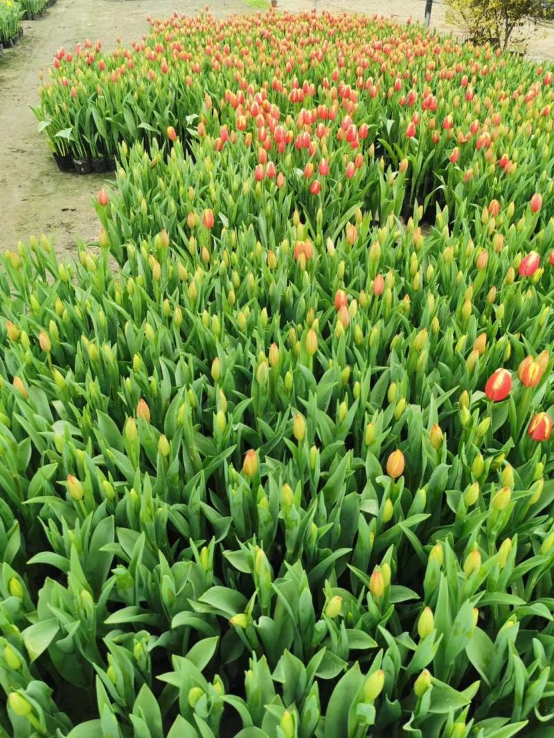 自家苗圃供应郁金香基地自产自销一手货源视频看货颜色