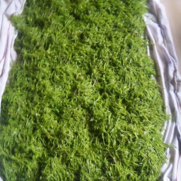 湘西大山里的保健莓茶