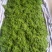 湘西大山里的保健莓茶