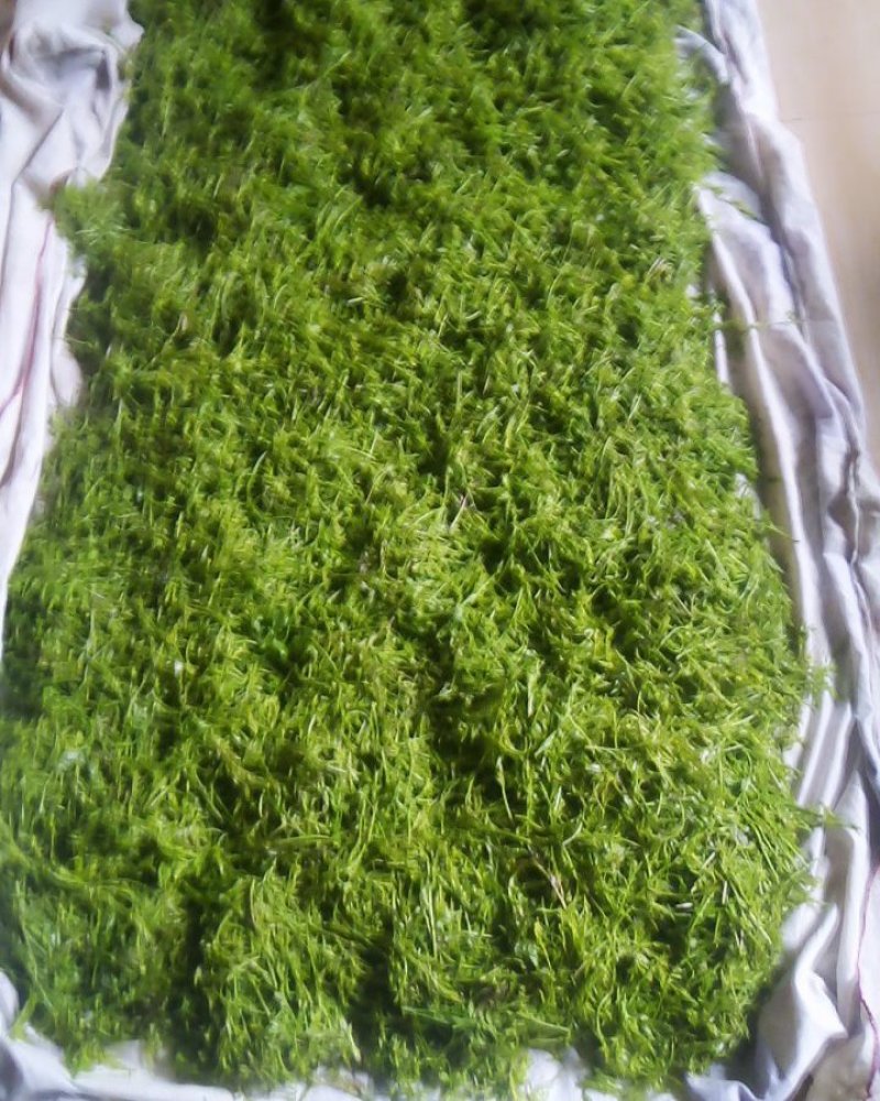 湘西大山里的保健莓茶