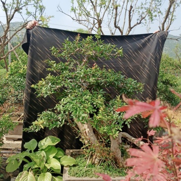 石榴盆景老桩造型盆栽阳台石榴百年古桩
