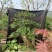 石榴盆景老桩造型盆栽阳台石榴百年古桩