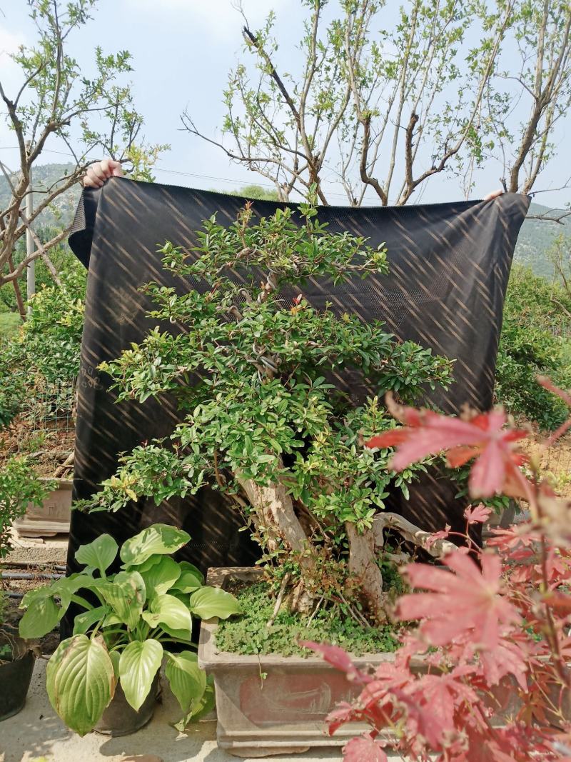 石榴盆景老桩造型盆栽阳台石榴百年古桩
