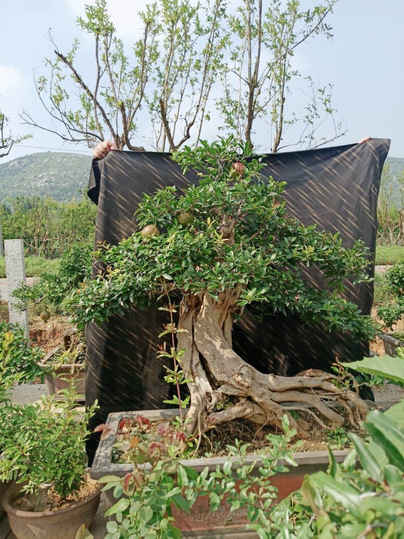石榴盆景老桩造型盆栽阳台石榴百年古桩