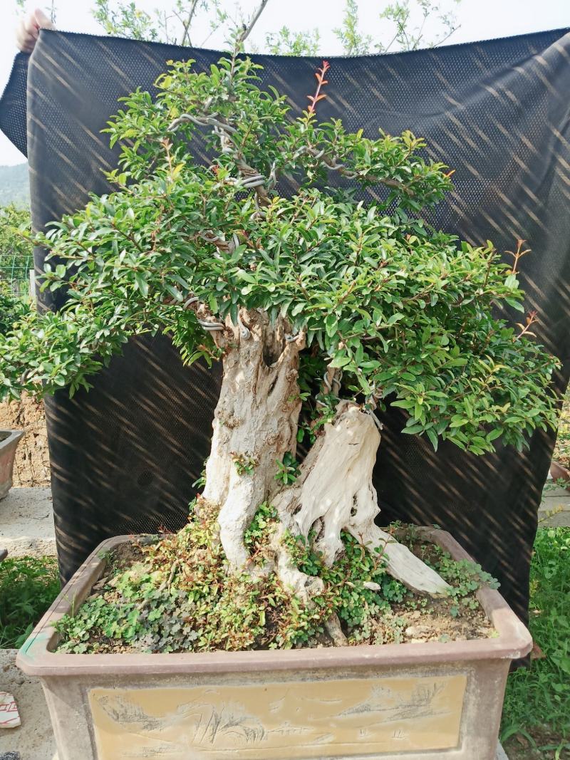 石榴盆景老桩造型盆栽阳台石榴百年古桩