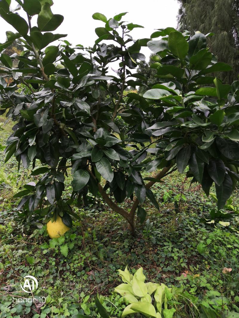 蜜柚红心蜜柚红宝石青柚甜葡萄柚西柚结果树基地直供量大优惠