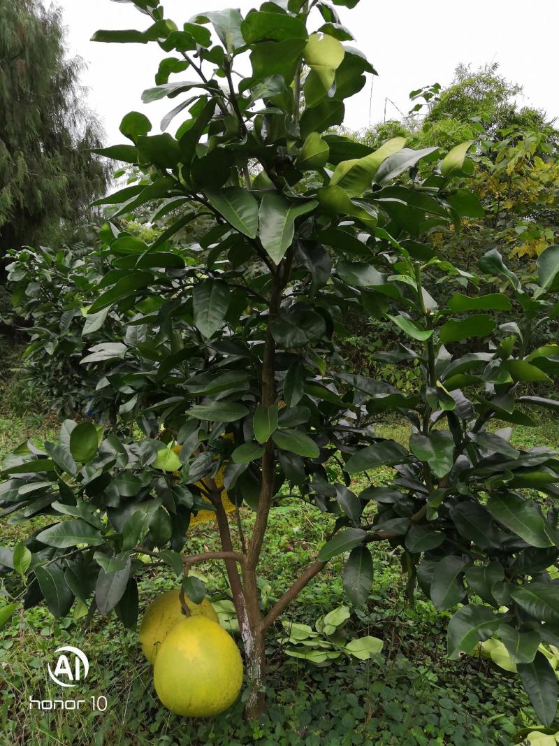 蜜柚红心蜜柚红宝石青柚甜葡萄柚西柚结果树基地直供量大优惠