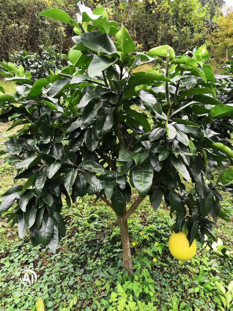 蜜柚红心蜜柚红宝石青柚甜葡萄柚西柚结果树基地直供量大优惠