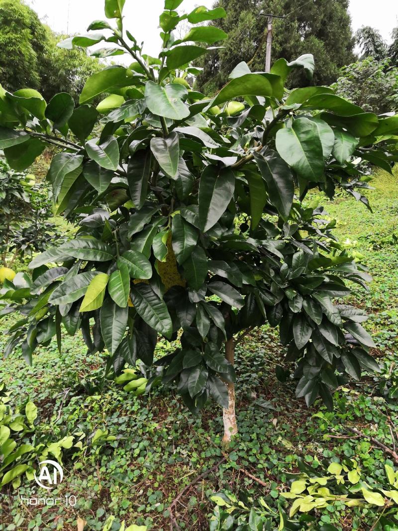 蜜柚红心蜜柚红宝石青柚甜葡萄柚西柚结果树基地直供量大优惠