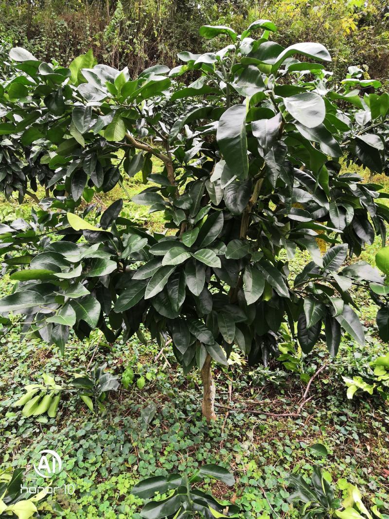 蜜柚红心蜜柚红宝石青柚甜葡萄柚西柚结果树基地直供量大优惠