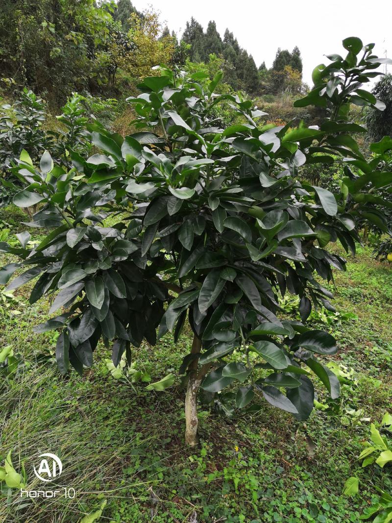 蜜柚红心蜜柚红宝石青柚甜葡萄柚西柚结果树基地直供量大优惠