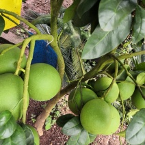蜜柚红心蜜柚红宝石青柚甜葡萄柚西柚结果树基地直供量大优惠