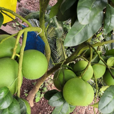蜜柚红心蜜柚红宝石青柚甜葡萄柚西柚结果树基地直供量大优惠