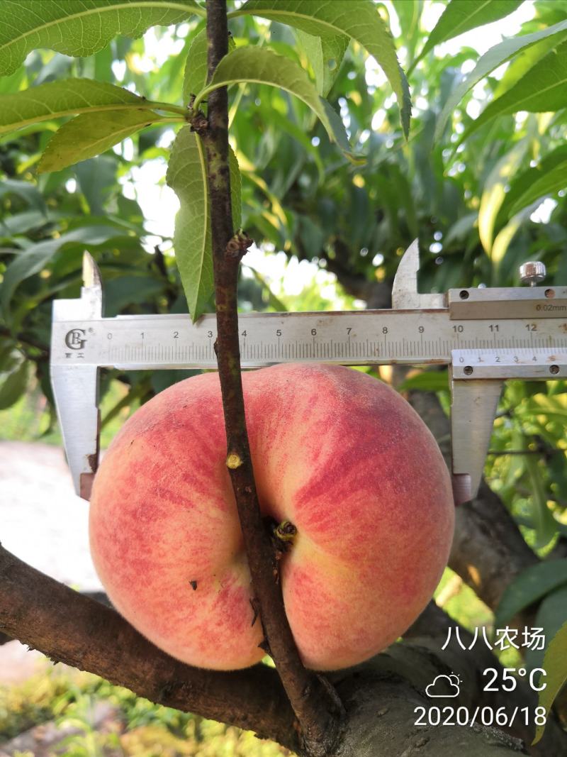 中华水蜜桃树白凤桃晚熟脆桃苗晚白桃产地直供量大优惠