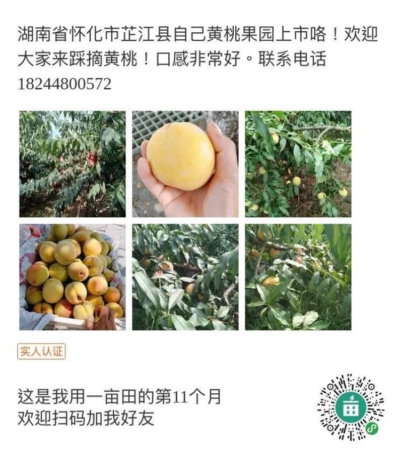 自产自销！无公害黄桃！自家果园！