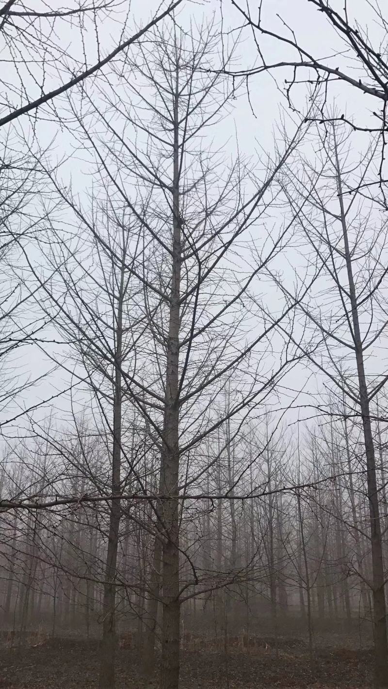 银杏树，又名白果树，产地直发，规格1-60公分，货源充足