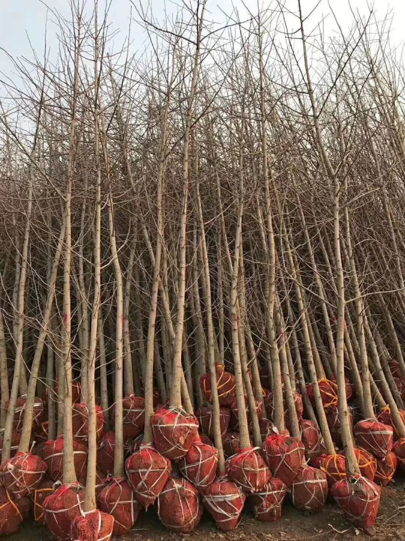 银杏树，又名白果树，产地直发，规格1-60公分，货源充足