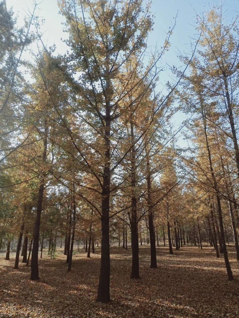 银杏树，又名白果树，产地直发，规格1-60公分，货源充足