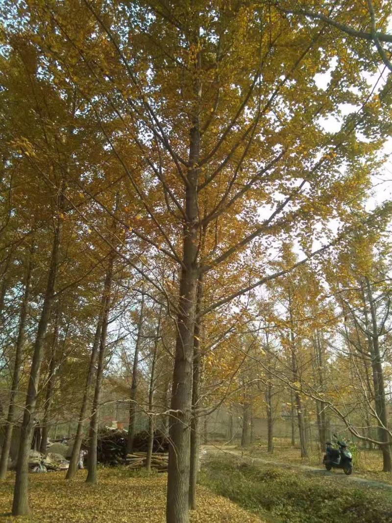 银杏树，又名白果树，产地直发，规格1-60公分，货源充足