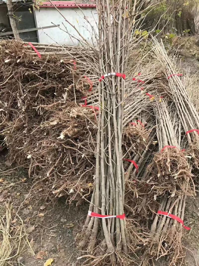 银杏树，又名白果树，产地直发，规格1-60公分，货源充足