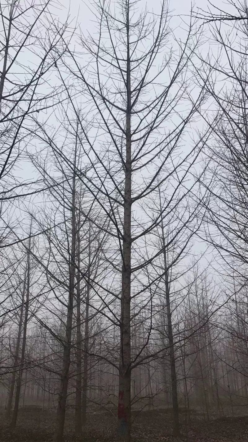 银杏树，又名白果树，产地直发，规格1-60公分，货源充足