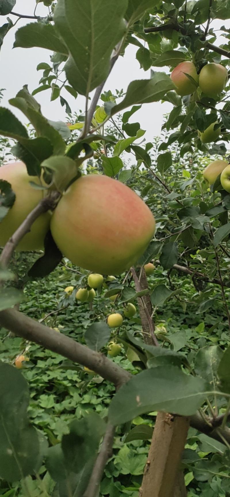 苹果美八苹果开封市尉氏县惠禾润种植专业合作社