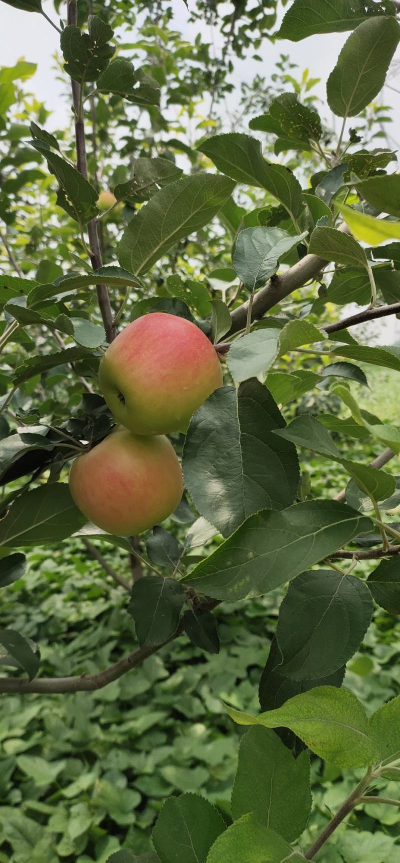 苹果美八苹果开封市尉氏县惠禾润种植专业合作社
