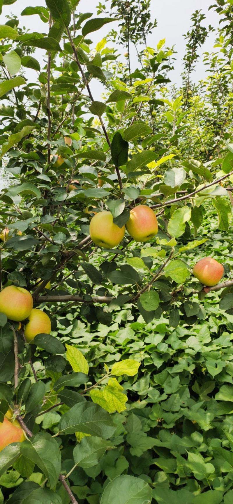 苹果美八苹果开封市尉氏县惠禾润种植专业合作社