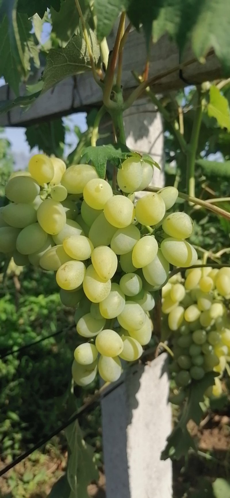 金手指（恩康葡萄种植基地）