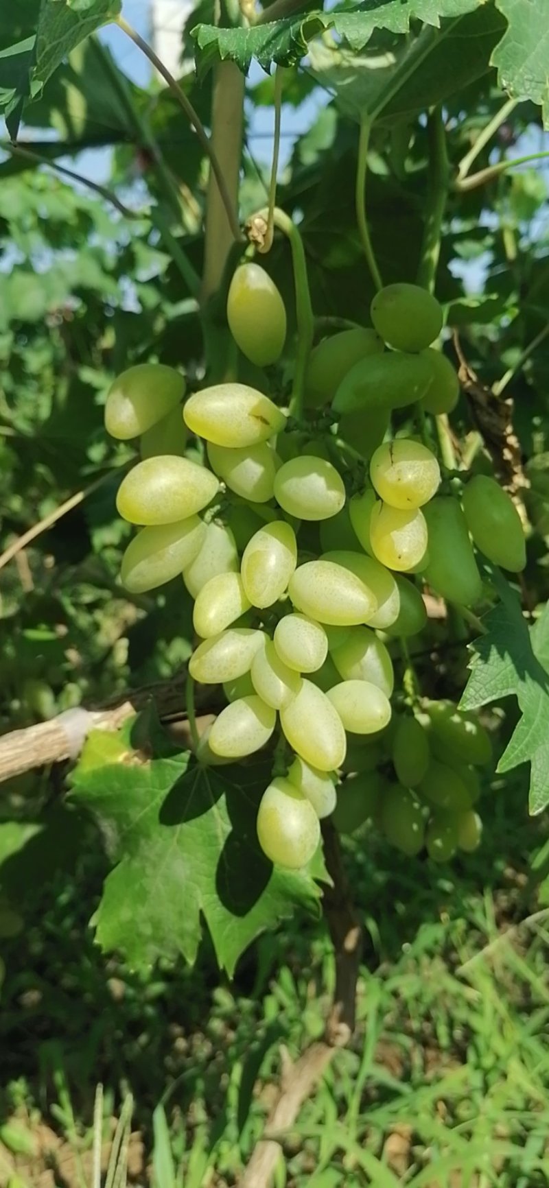 金手指（恩康葡萄种植基地）