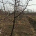山东冬枣苗基地直供成活率高基地现挖现种