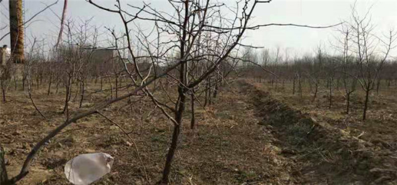 山东冬枣苗基地直供成活率高基地现挖现种