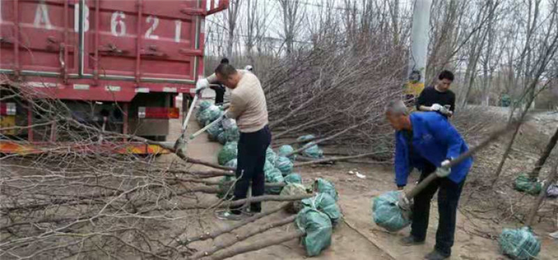 山东冬枣苗基地直供成活率高基地现挖现种