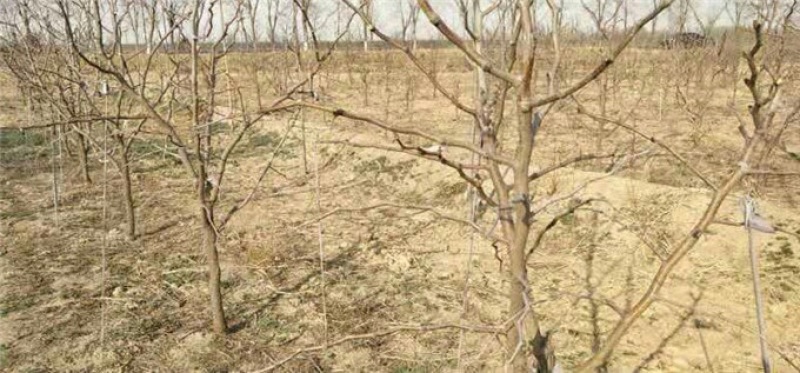 山东冬枣苗基地直供成活率高基地现挖现种