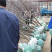山东冬枣苗基地直供成活率高基地现挖现种