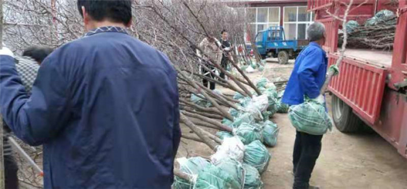 山东冬枣苗基地直供成活率高基地现挖现种