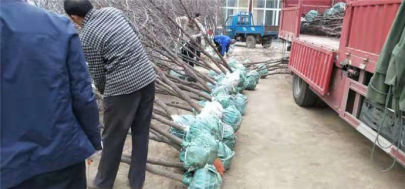 山东冬枣苗基地直供成活率高基地现挖现种