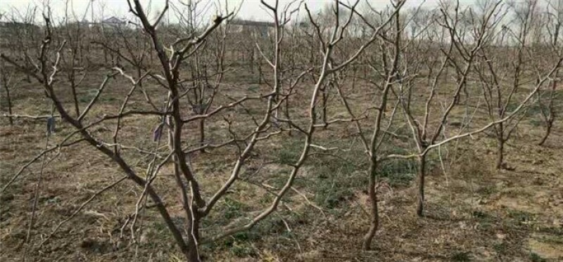 山东冬枣苗基地直供成活率高基地现挖现种