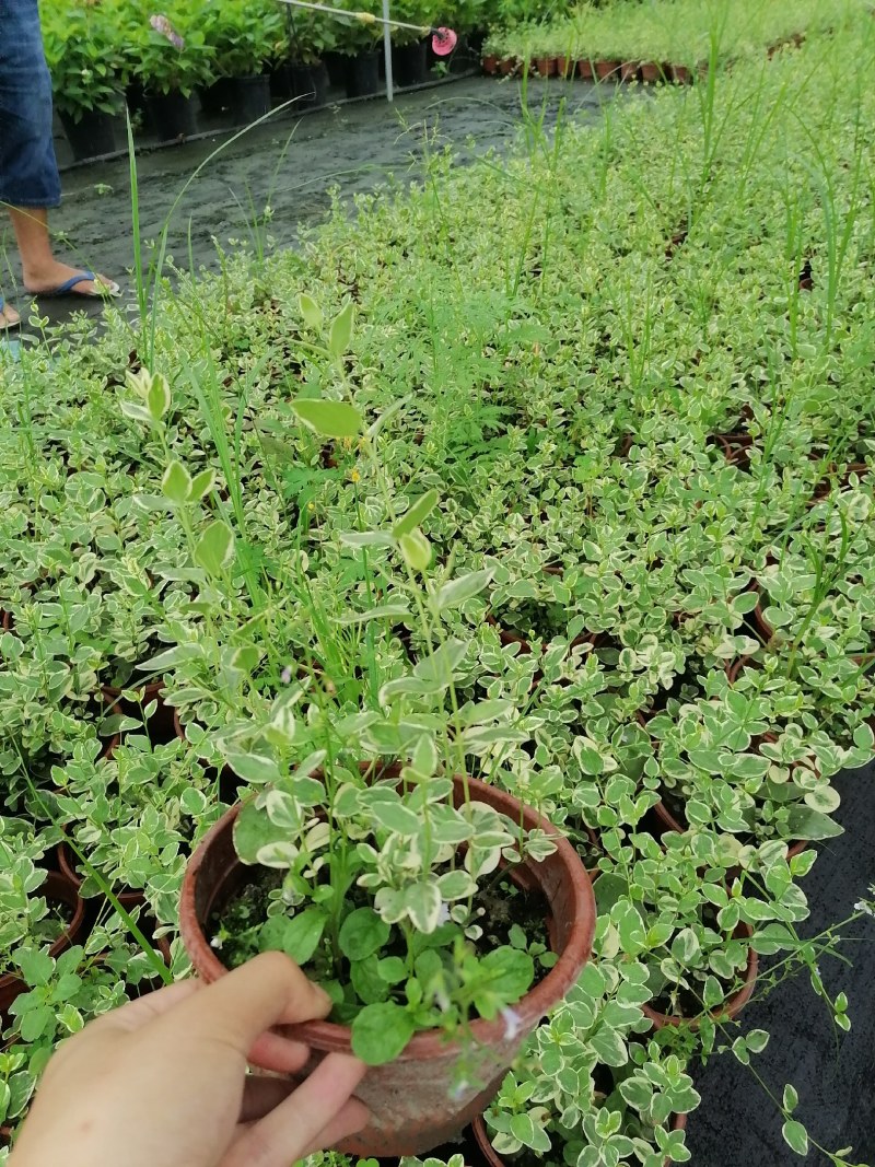 花叶蔓长春双色杯杯苗25-30公分，小杯也有