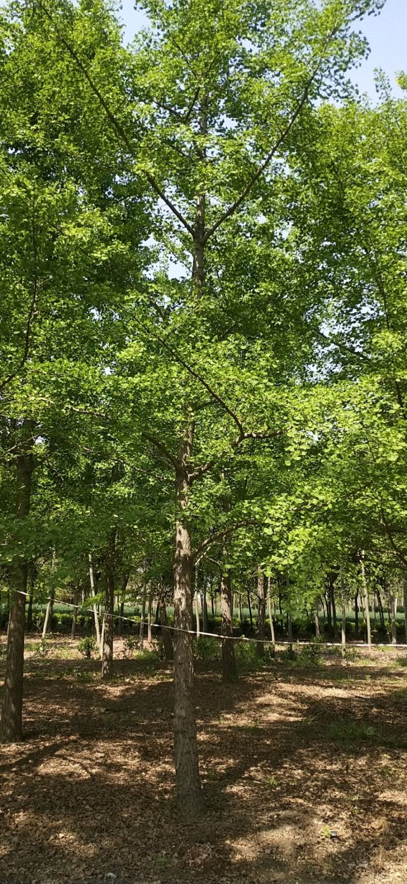 银杏树，又名白果树，产地直发，规格1-60公分，货源充足