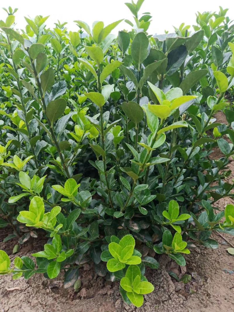 大叶黄杨又名冬青苗，实地看货，品质决定价格，大量现货