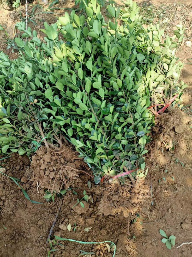 大叶黄杨又名冬青苗，实地看货，品质决定价格，大量现货