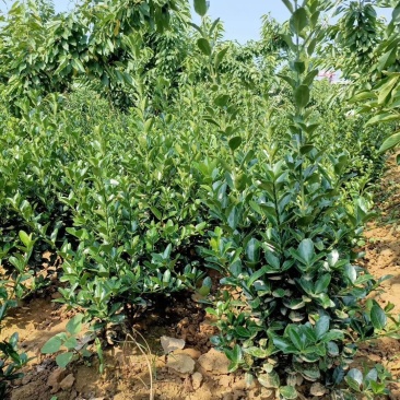 大叶黄杨又名冬青苗，实地看货，品质决定价格，大量现货
