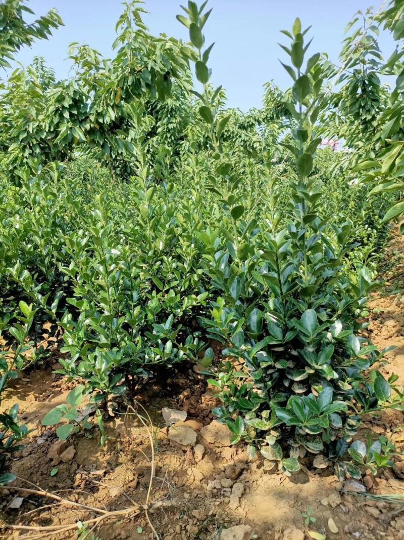 大叶黄杨又名冬青苗，实地看货，品质决定价格，大量现货