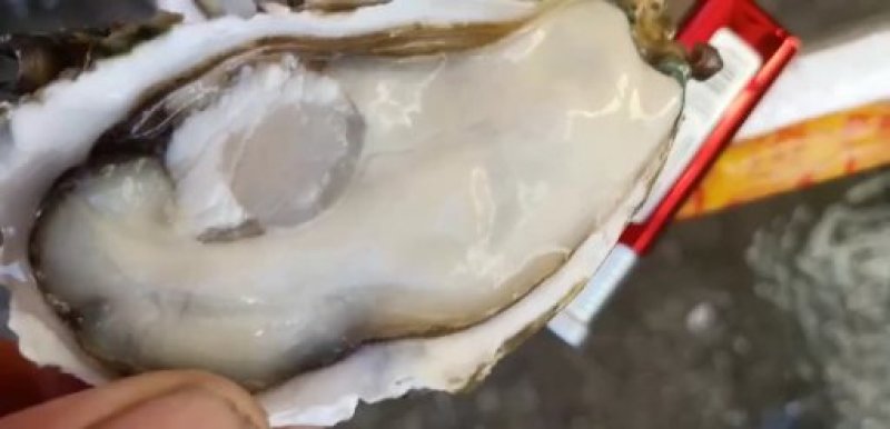 生蚝带壳批发零售烧烤档星级酒店饭店五毛一个起批。