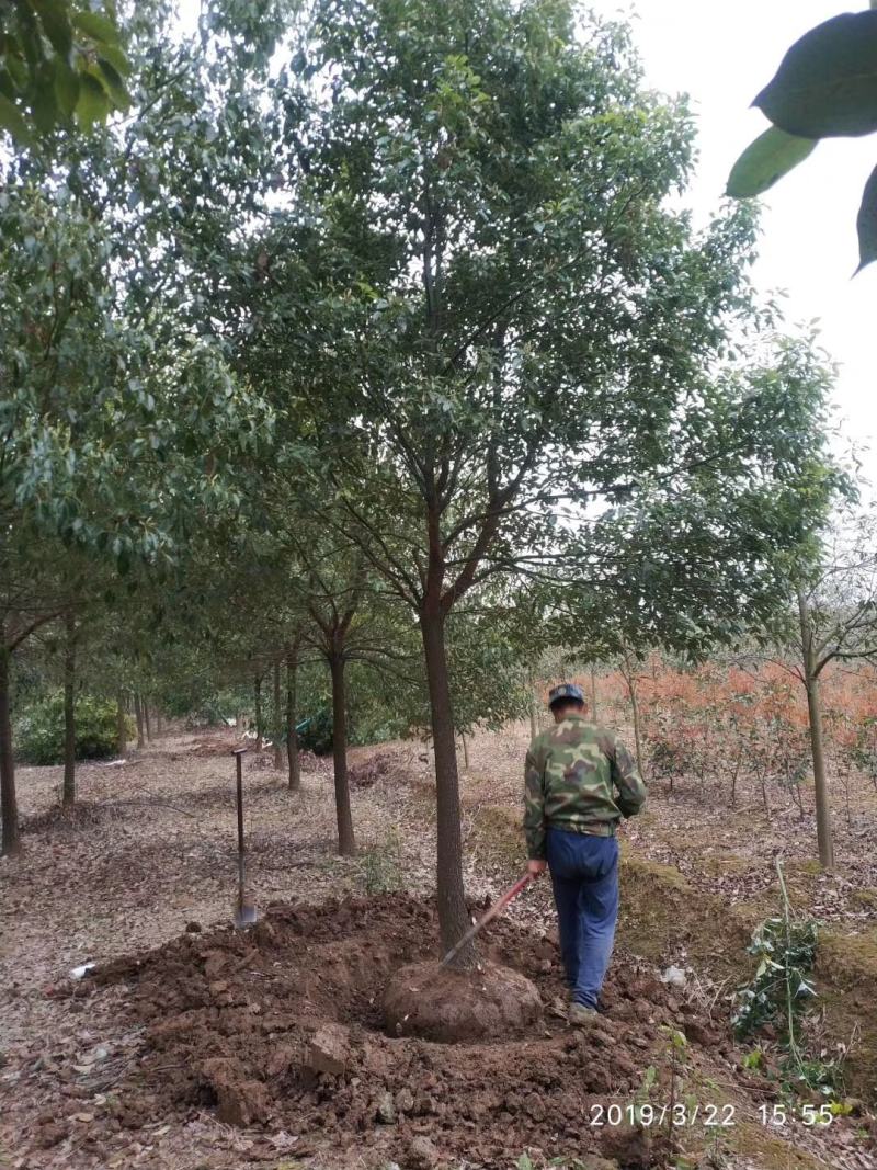 大叶女贞主产地出售优质大叶女贞行道树，规格齐全，货源充足