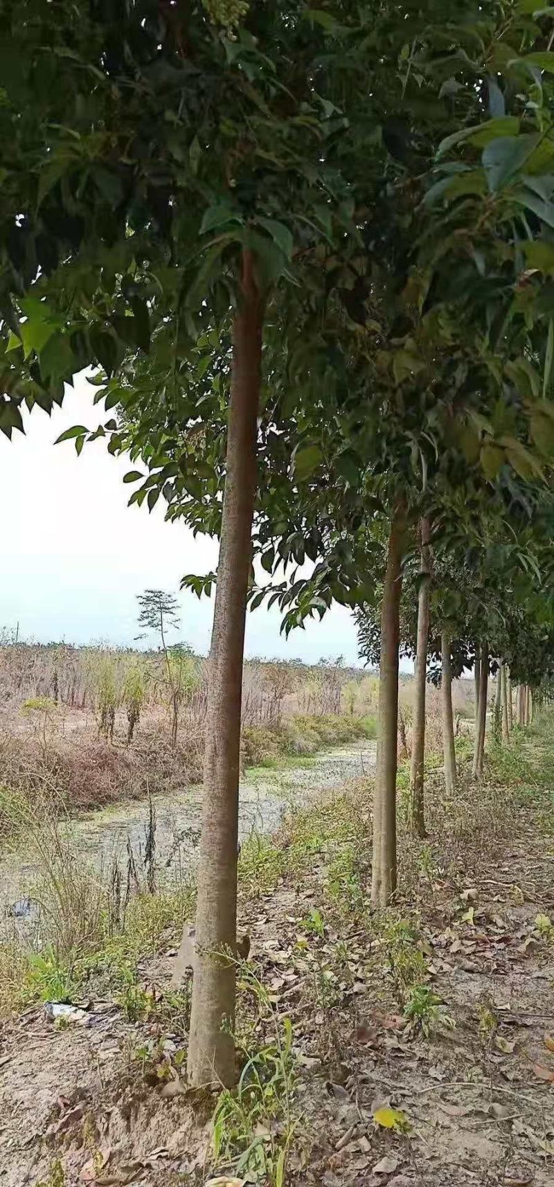 大叶女贞主产地出售优质大叶女贞行道树，规格齐全，货源充足