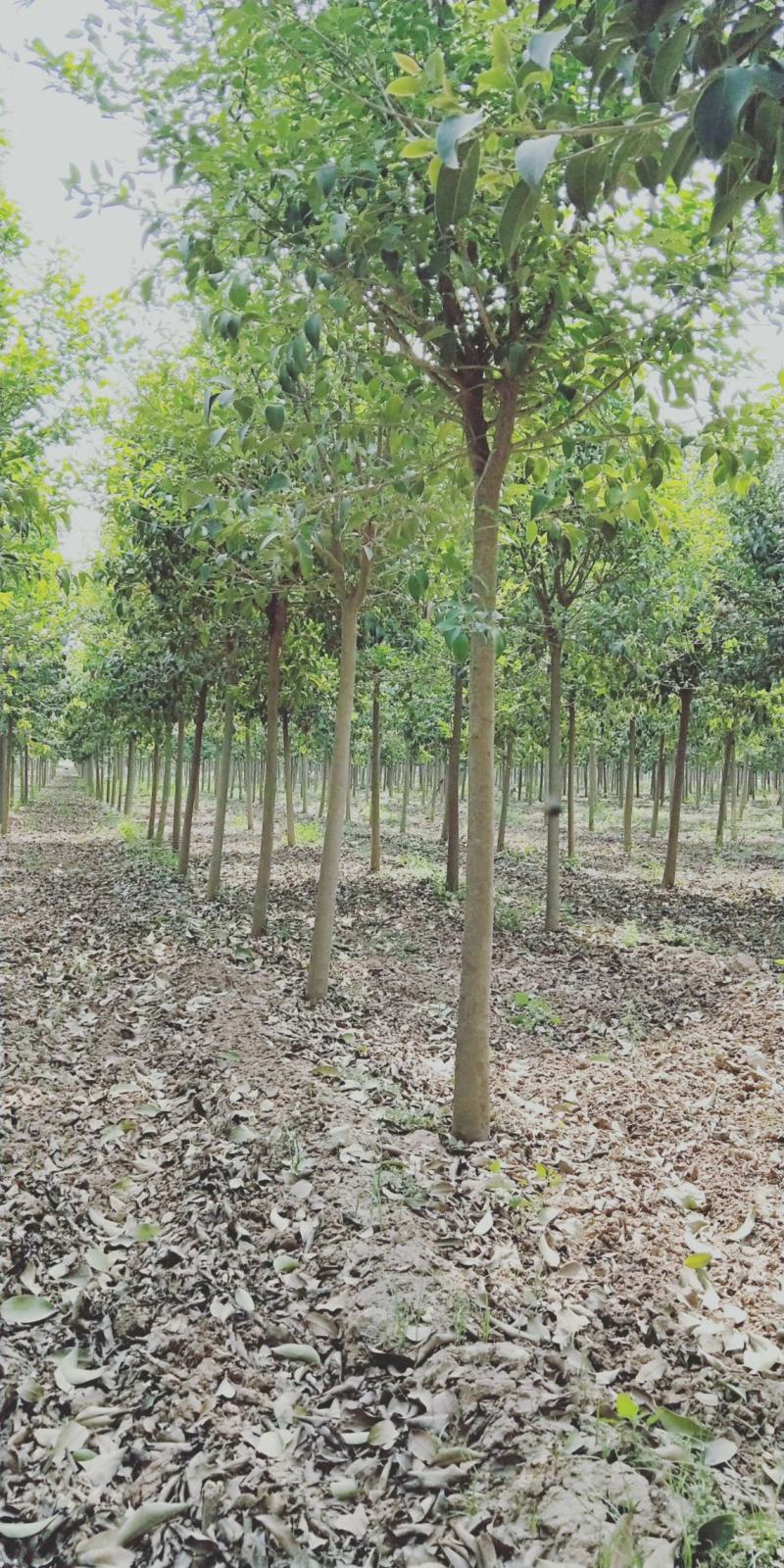 大叶女贞主产地出售优质大叶女贞行道树，规格齐全，货源充足